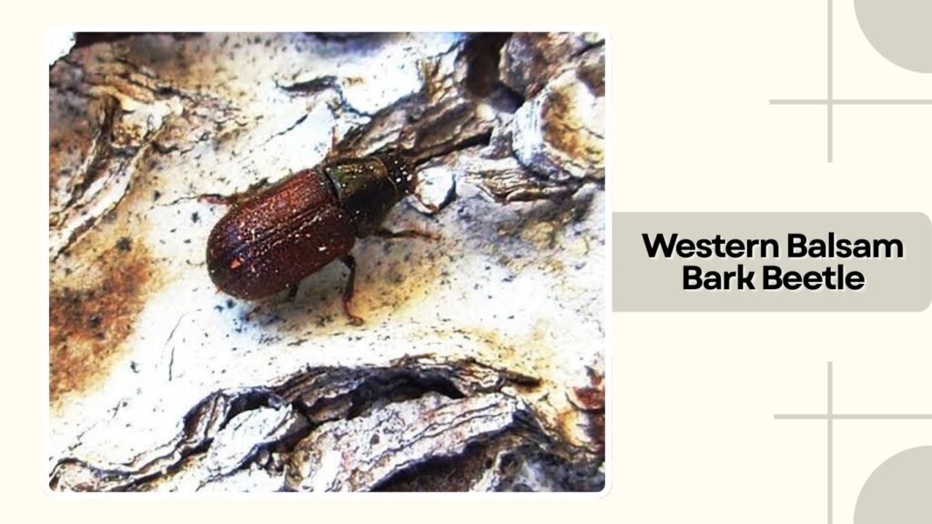  Western Balsam Bark Beetle