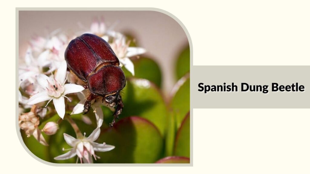 Spanish Dung Beetle
