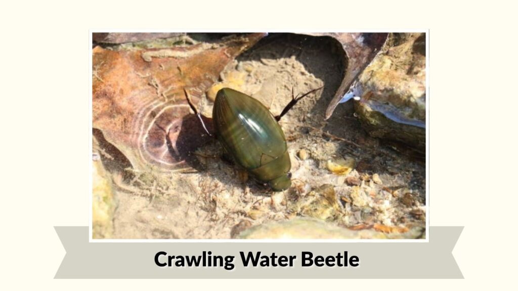Crawling Water Beetle