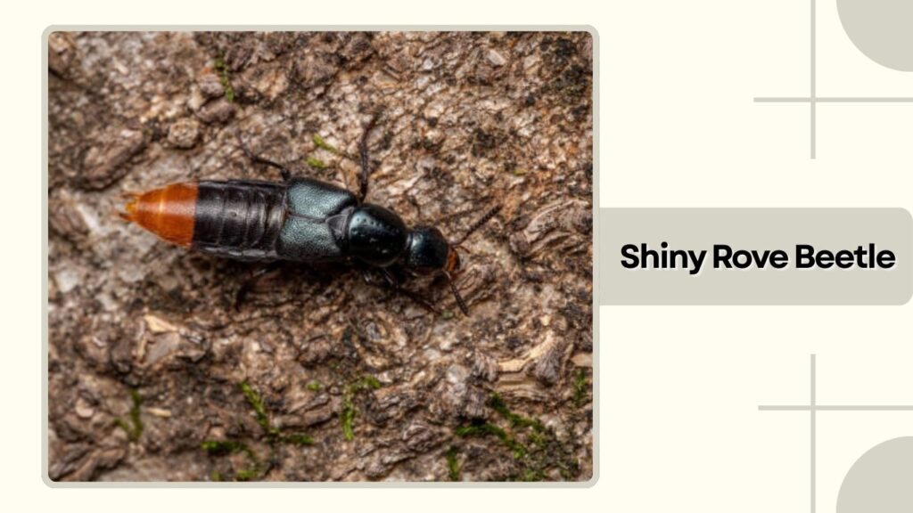 Shiny Rove Beetle