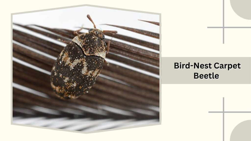 Bird-Nest Carpet Beetle