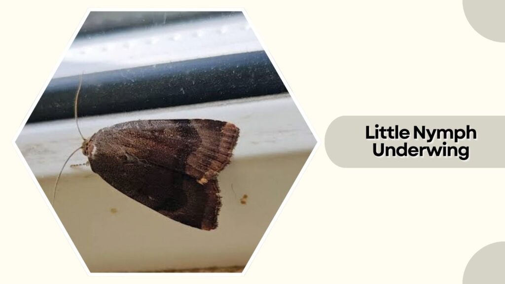 Little Nymph Underwing