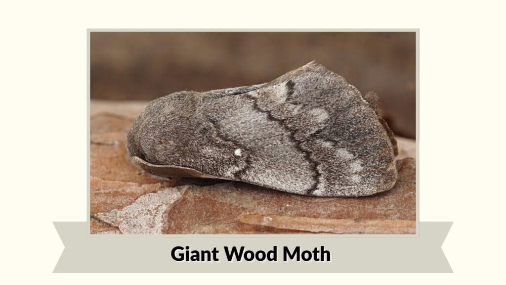  Giant Wood Moth