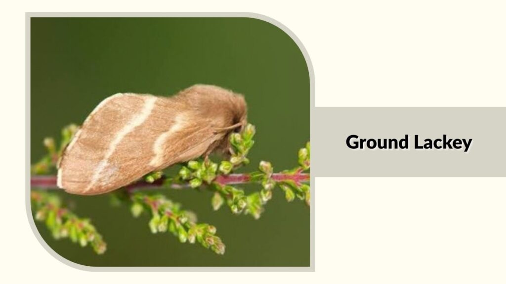  Ground Lackey