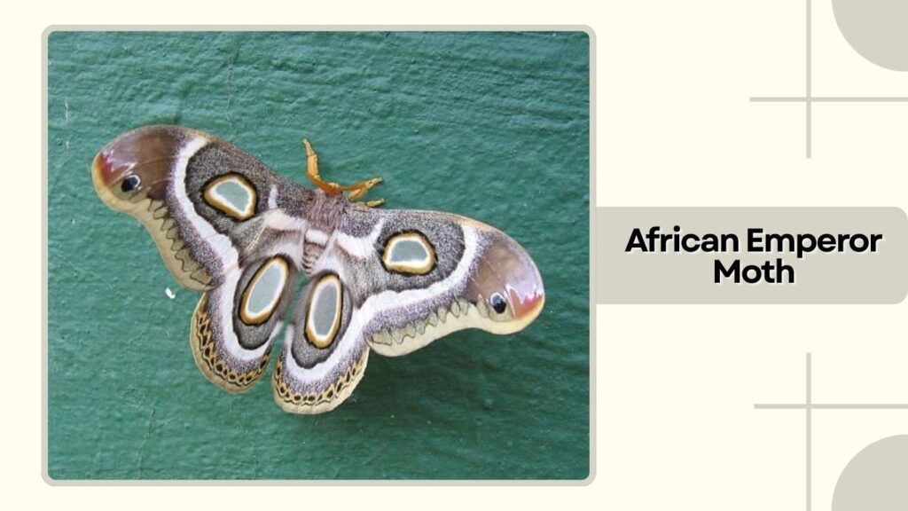 African Emperor Moth