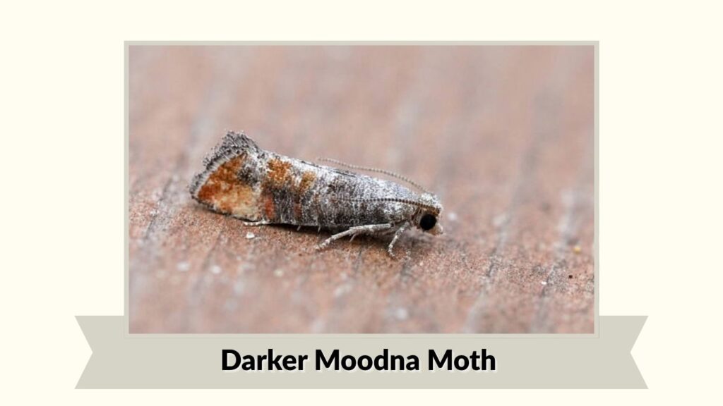 Darker Moodna Moth