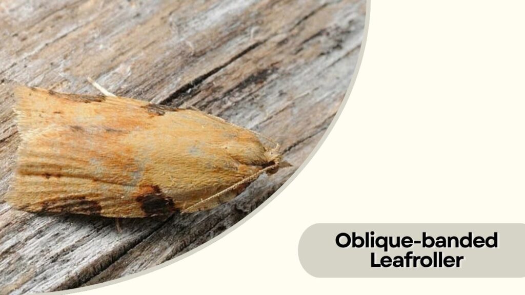 Oblique-banded Leafroller