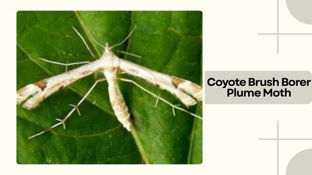 Coyote Brush Borer Plume Moth