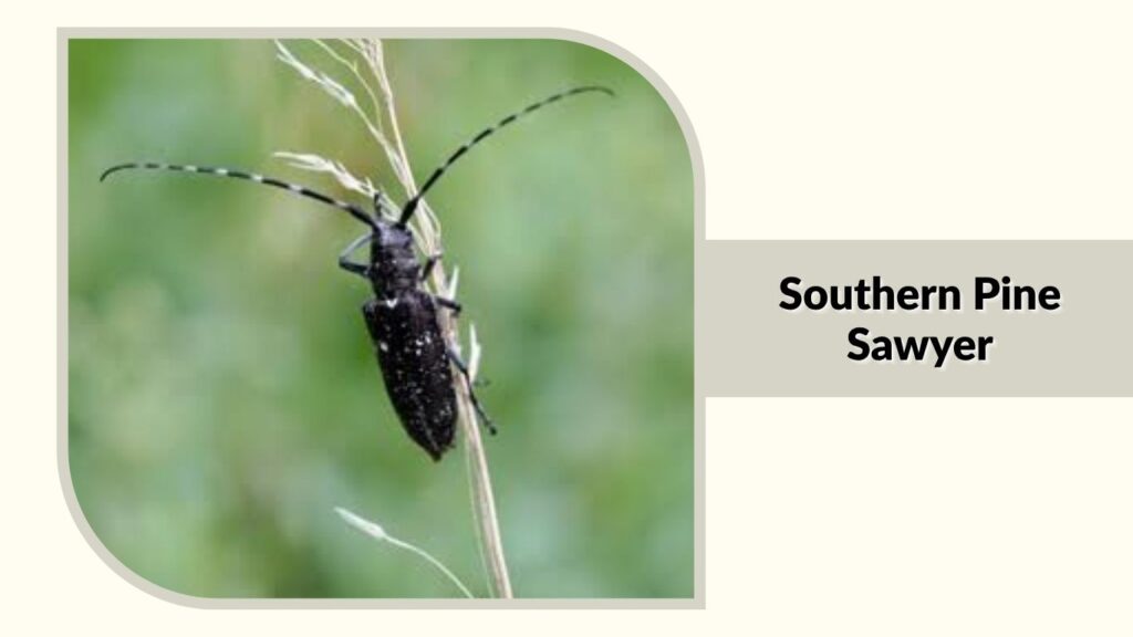 Southern Pine Sawyer