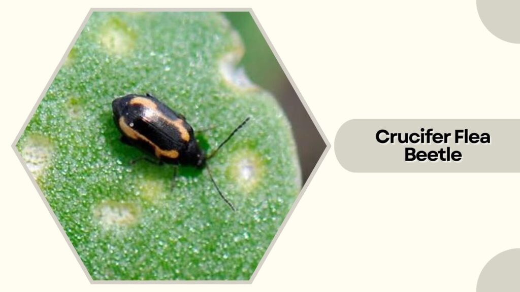 Crucifer Flea Beetle
