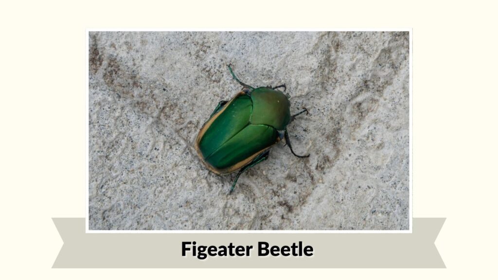 Figeater Beetle