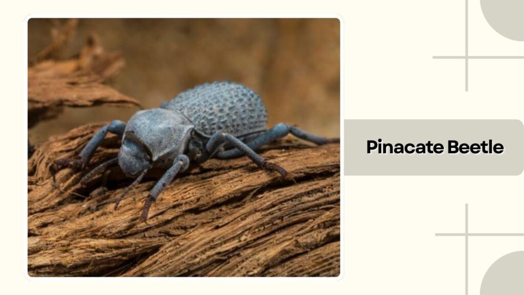 Pinacate Beetle