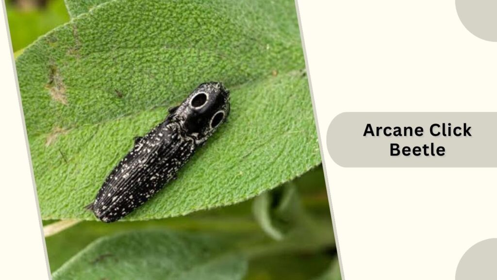 Arcane Click Beetle