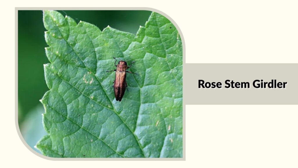 Rose Stem Girdler