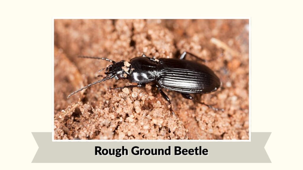 Rough Ground Beetle