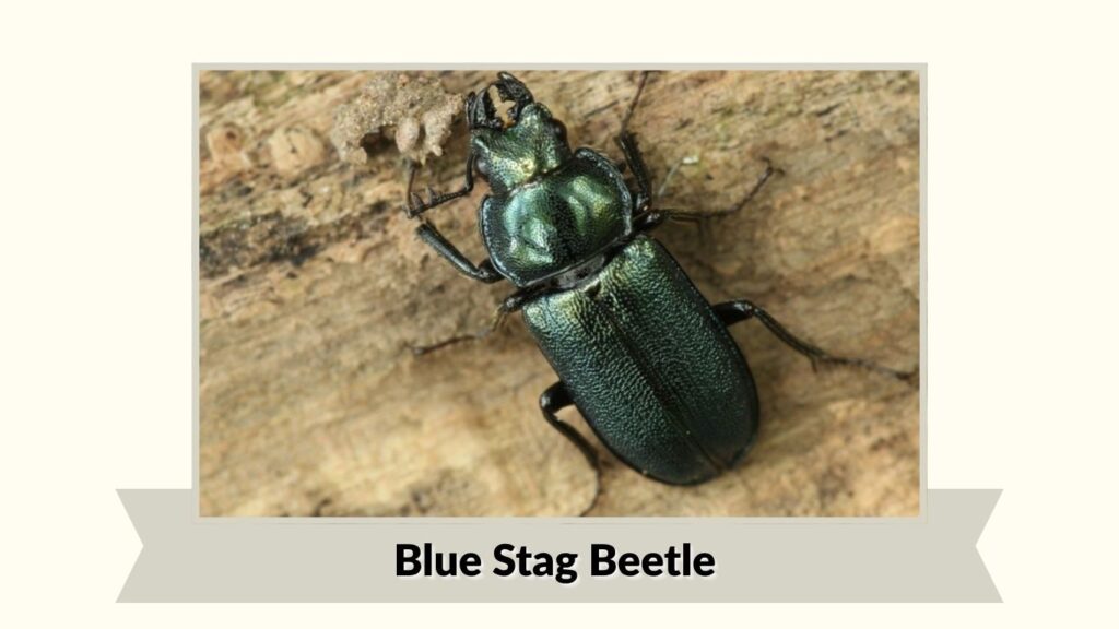 Blue Stag Beetle
