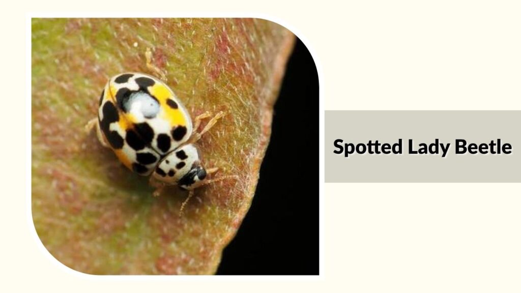 Spotted Lady Beetle