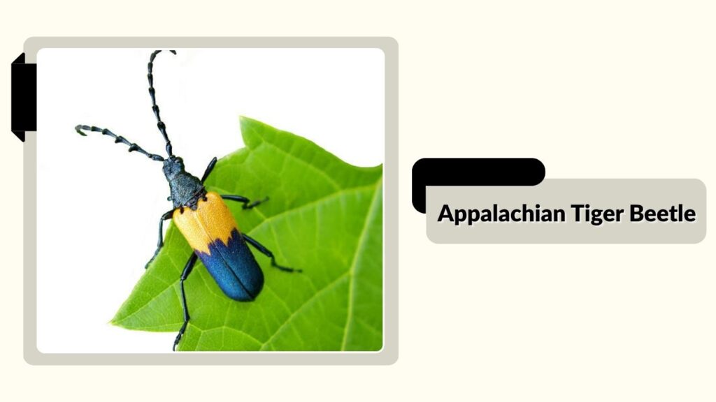 Appalachian Tiger Beetle