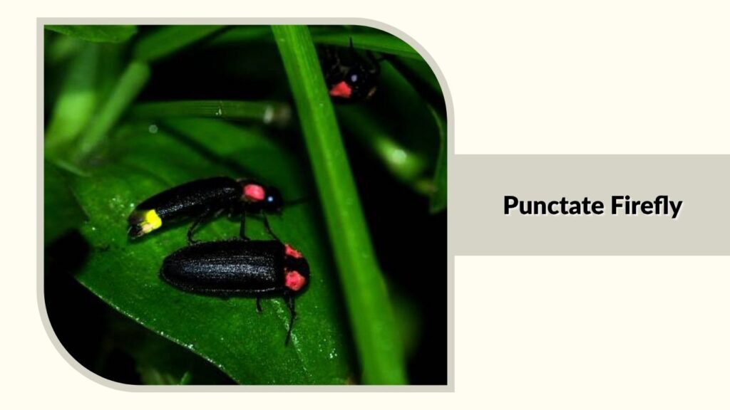 Punctate Firefly