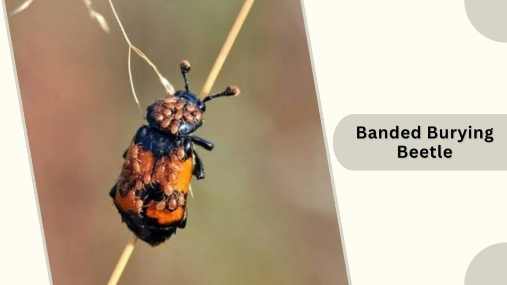 Banded Burying Beetle
