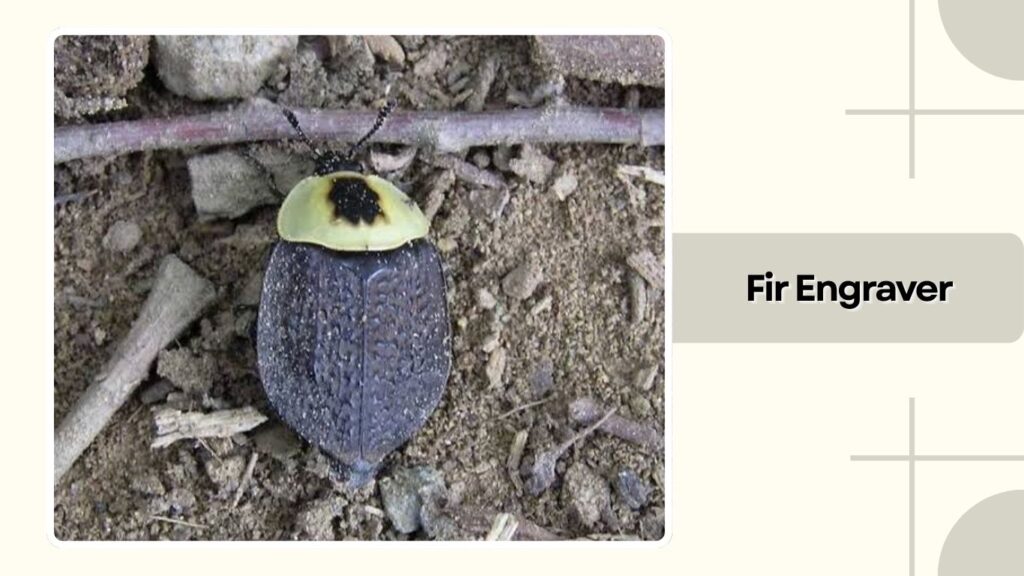Fir Engraver