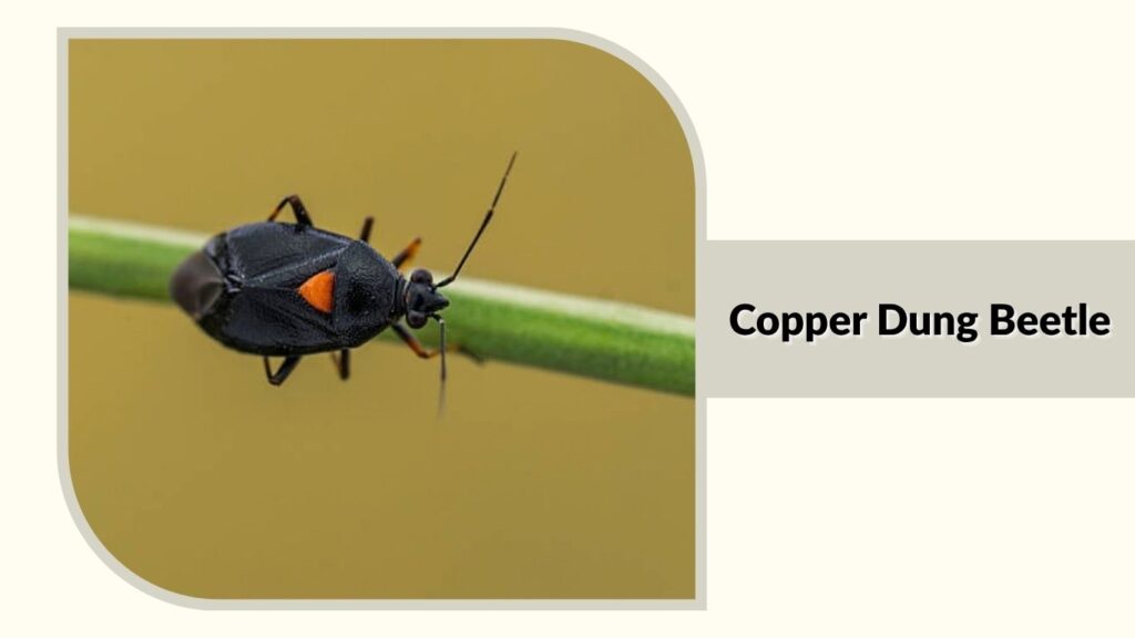 Copper Dung Beetle
