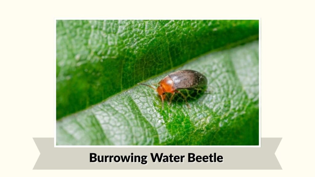 Burrowing Water Beetle