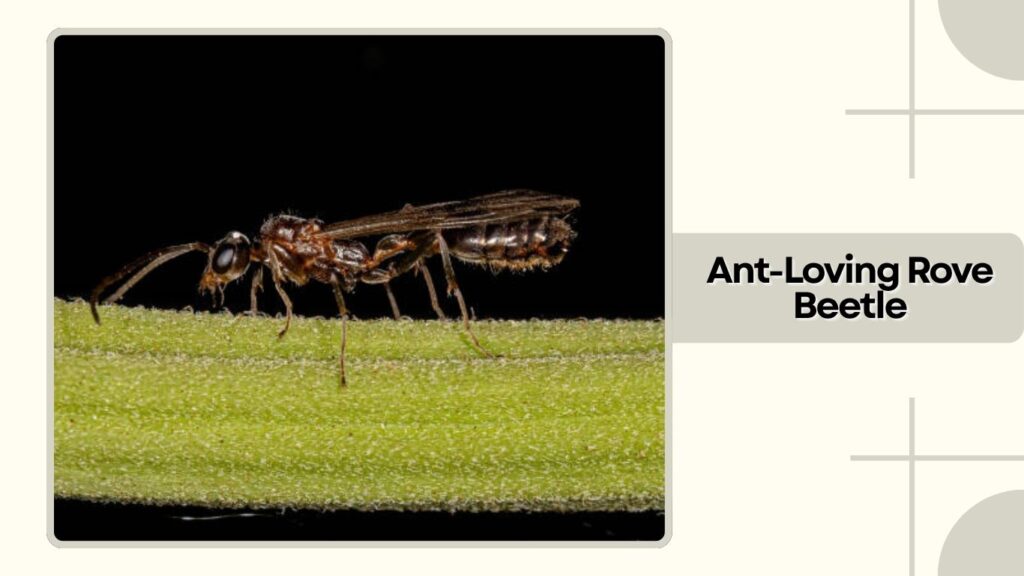 Ant-Loving Rove Beetle