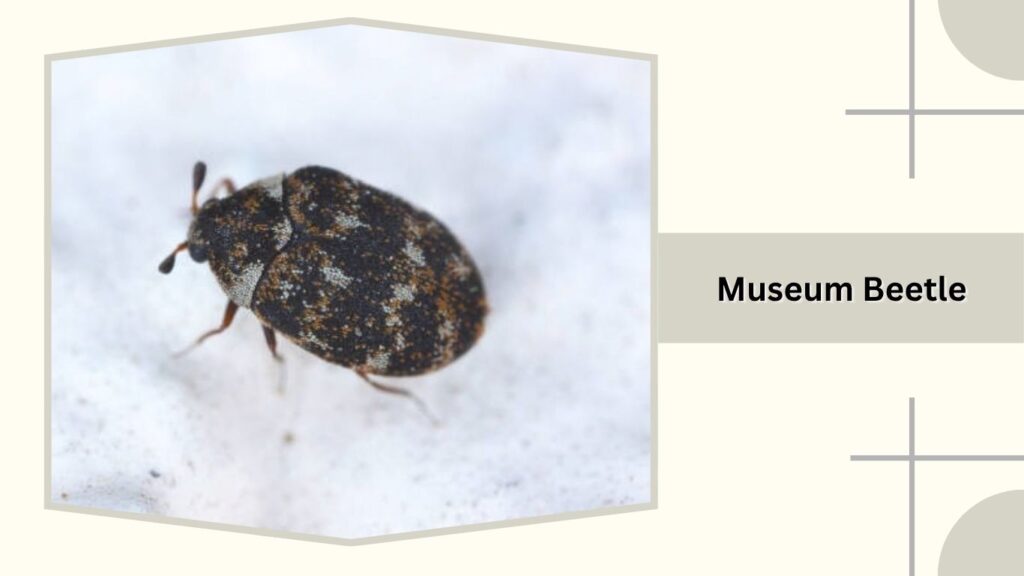 Museum Beetle