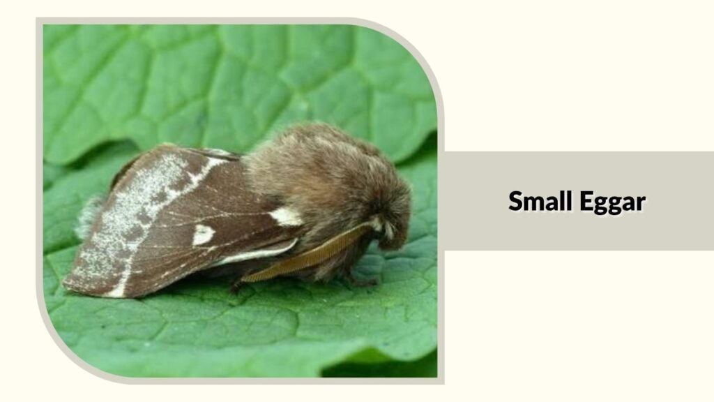  Small Eggar