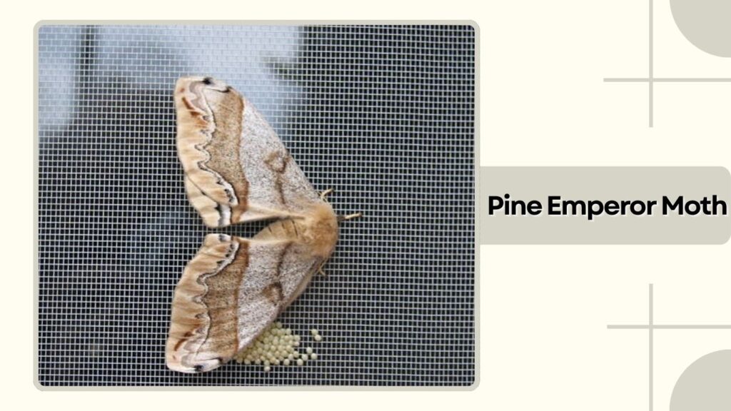 Pine Emperor Moth