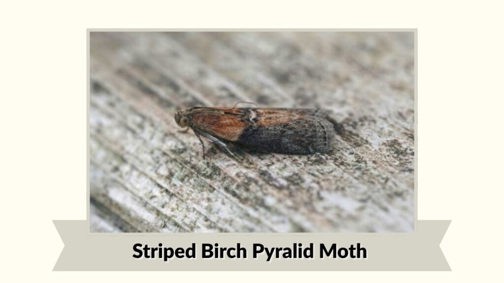 Striped Birch Pyralid Moth