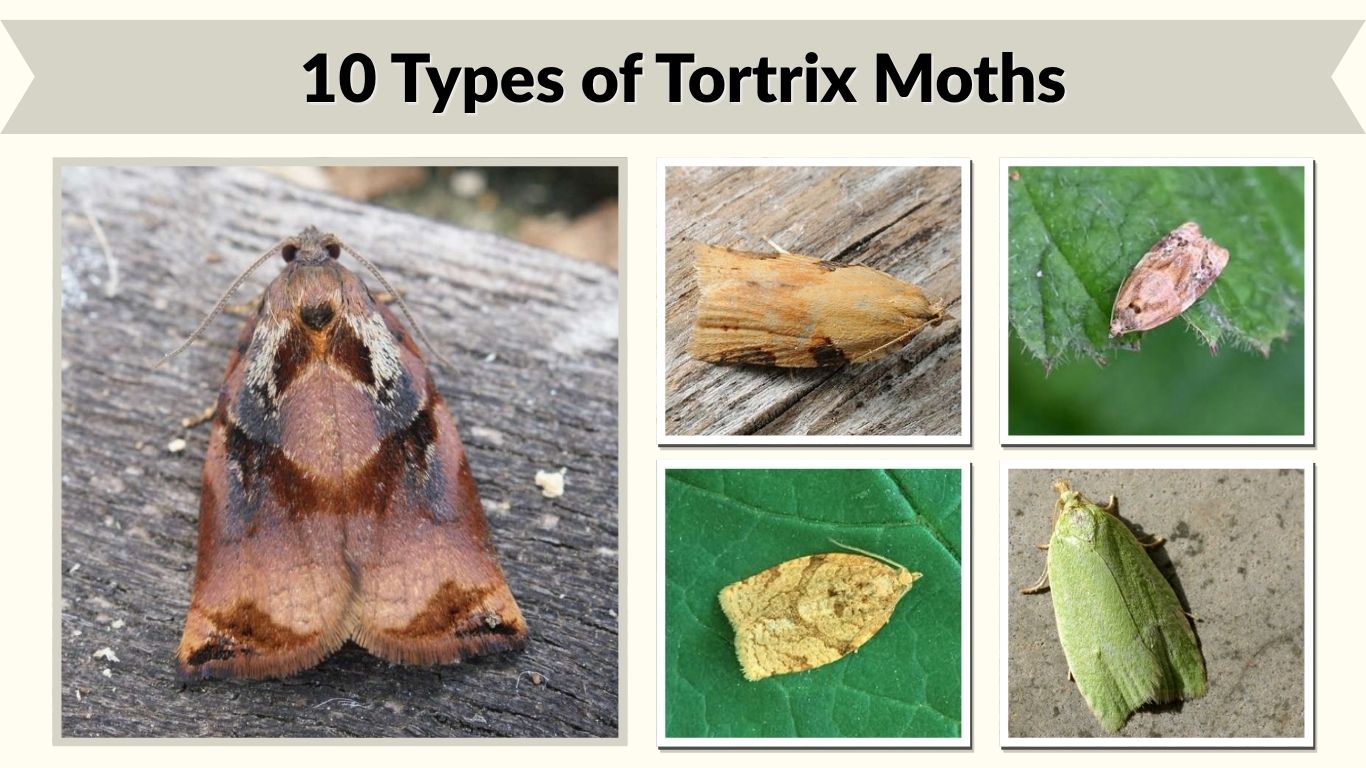 10 Types of Tortrix Moths: Id with Pictures, Habitat & Lifecycle