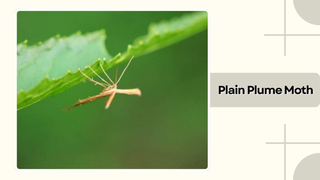 Plain Plume Moth