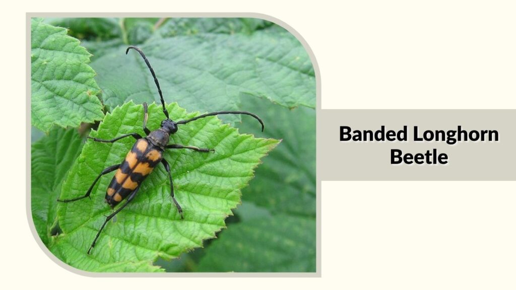 Banded Longhorn Beetle