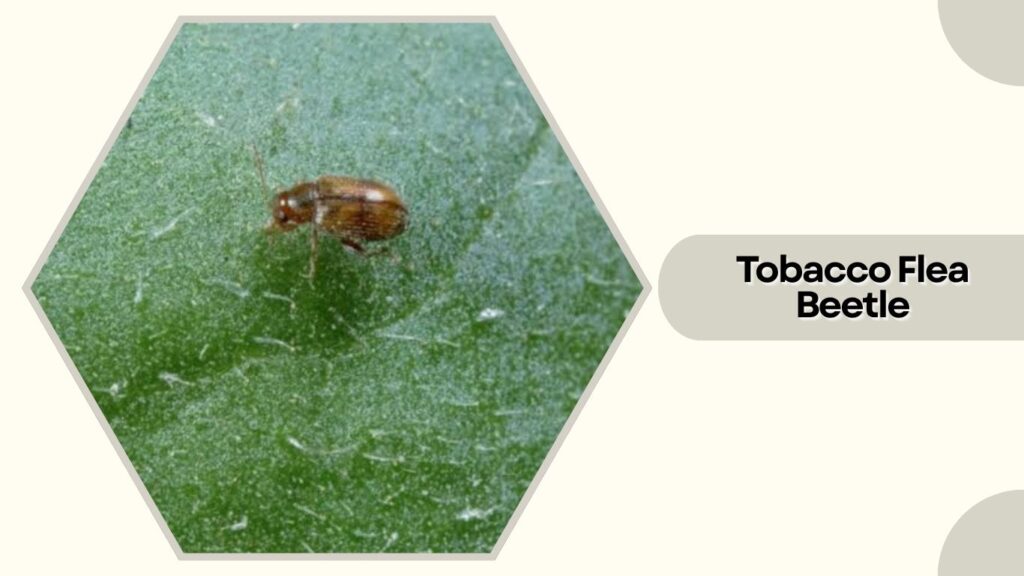 Tobacco Flea Beetle