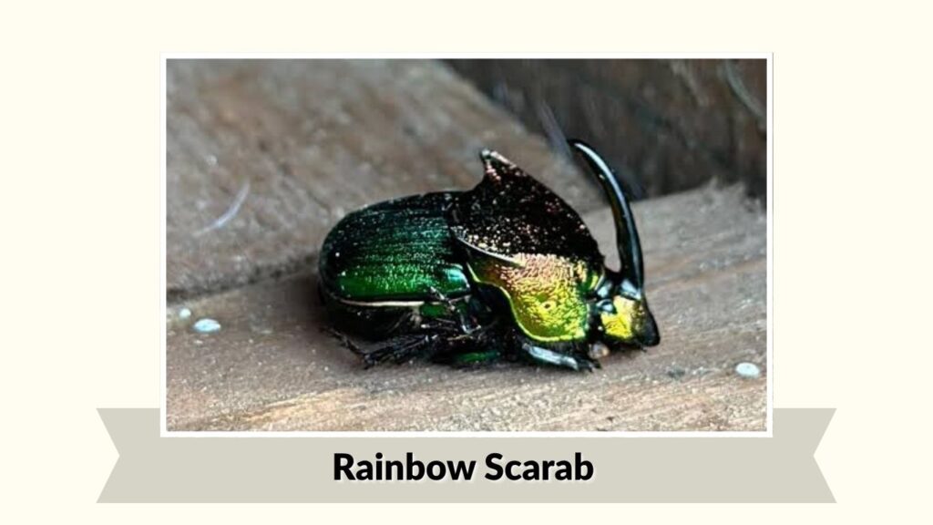 Rainbow Scarab