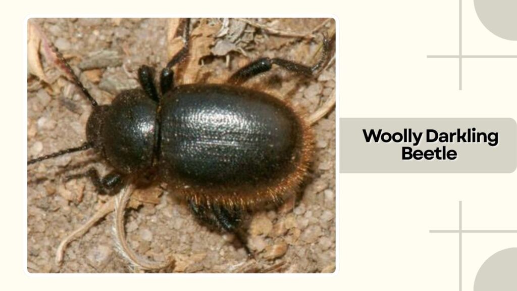 Woolly Darkling Beetle
