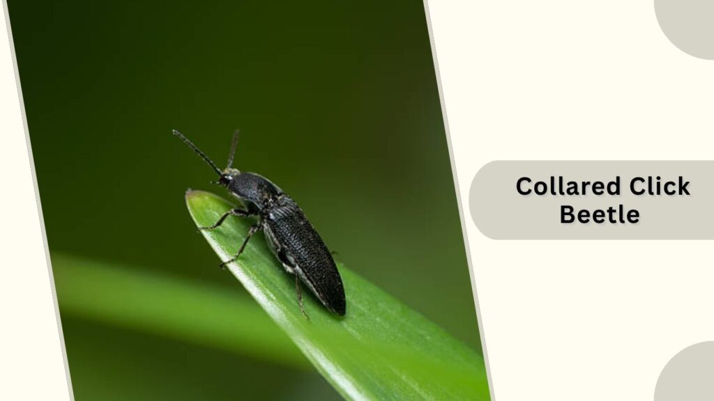 Collared Click Beetle