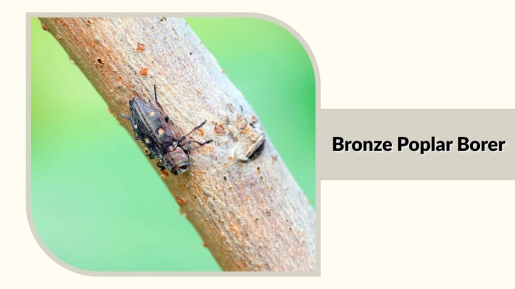 Bronze Poplar Borer