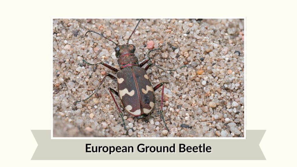 European Ground Beetle