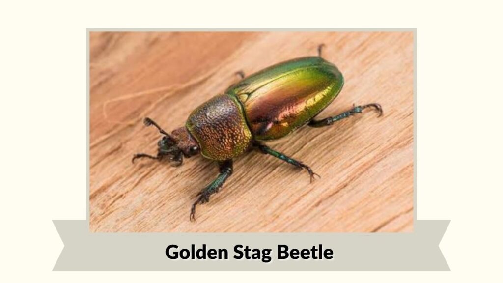 Golden Stag Beetle