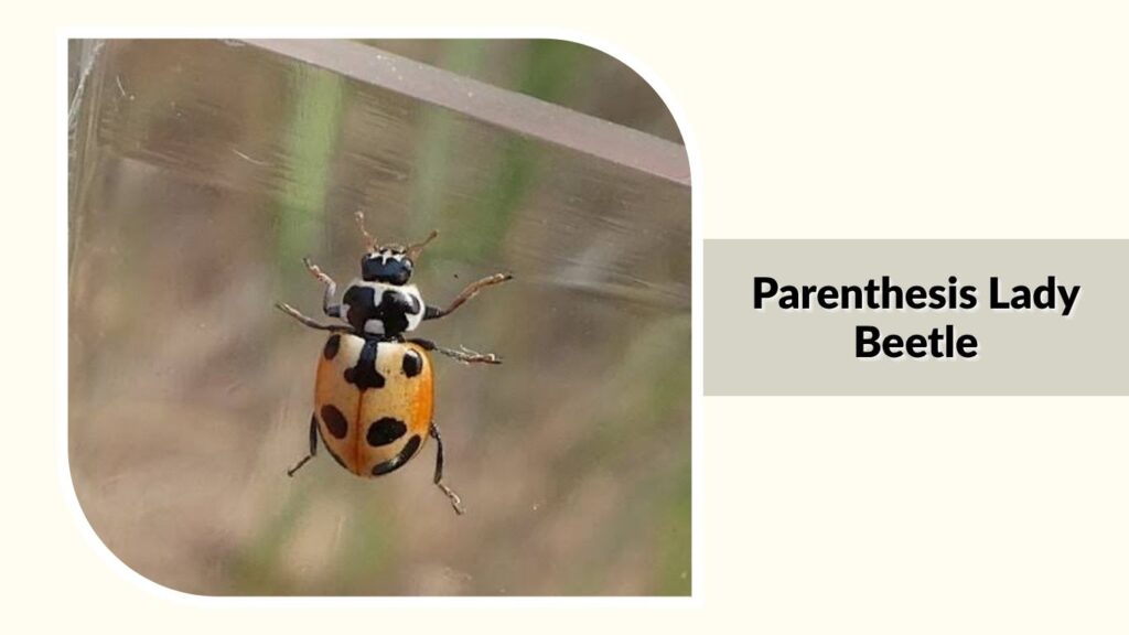 Parenthesis Lady Beetle