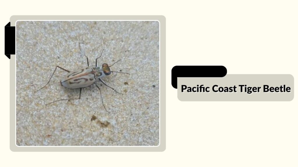 Pacific Coast Tiger Beetle