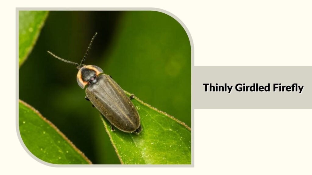 Thinly Girdled Firefly