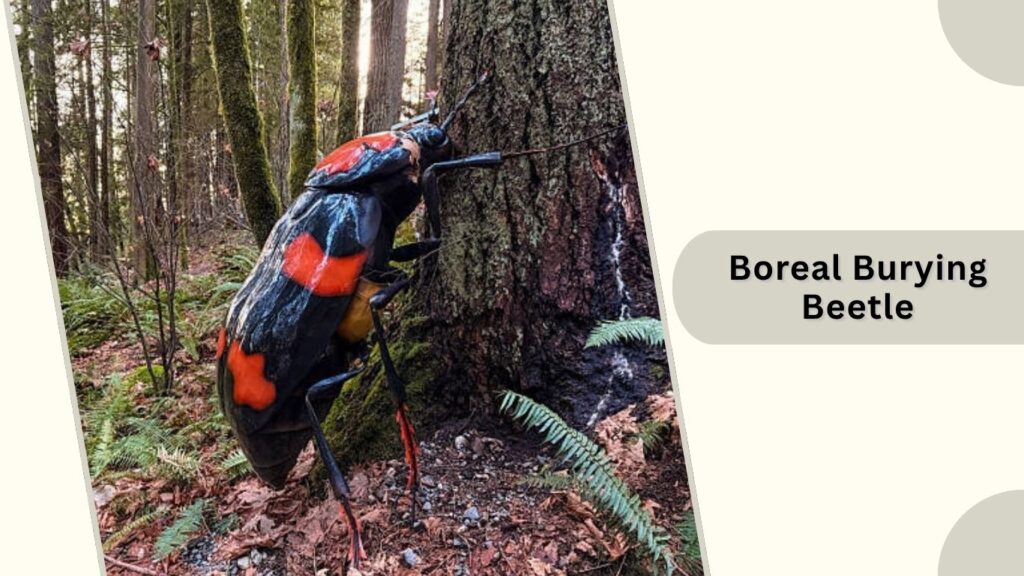 Boreal Burying Beetle