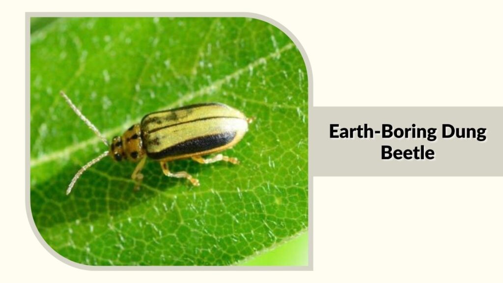  Earth-Boring Dung Beetle