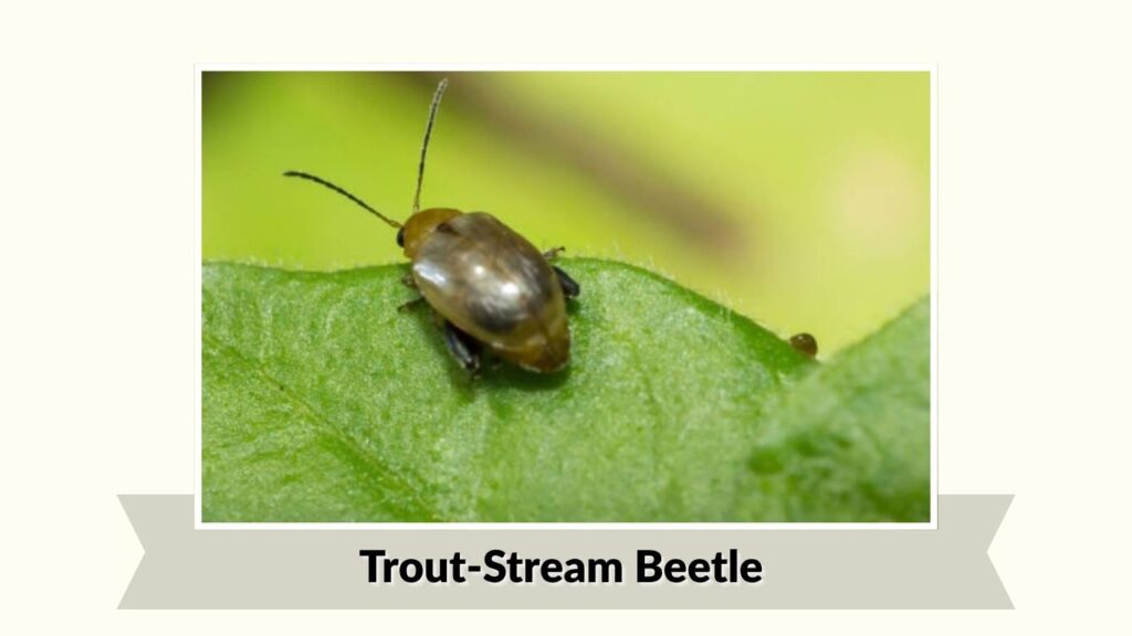  Trout-Stream Beetle