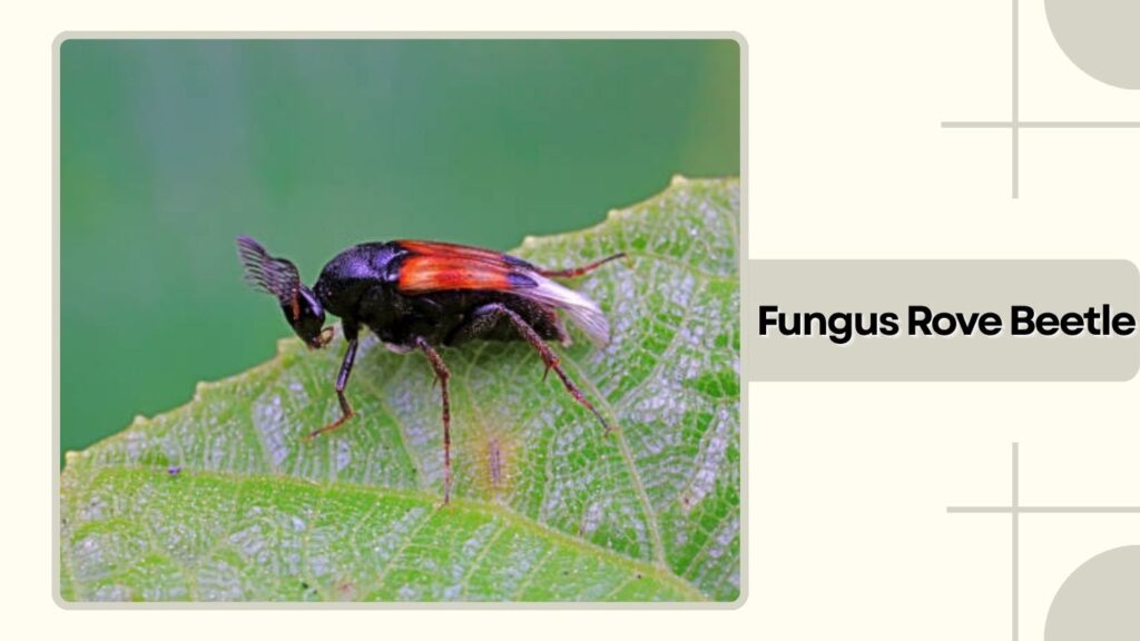Fungus Rove Beetle