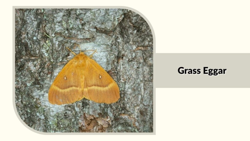 Grass Eggar